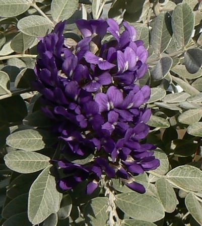 Sophora, Texas Mountain Laurel Silver Peso