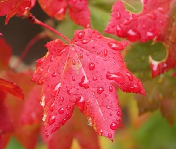 Vine Maple, Mountain Maple