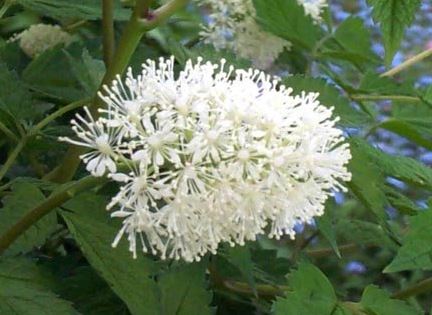 Actaea Species, Baneberry, Red Baneberry, Snakeberry