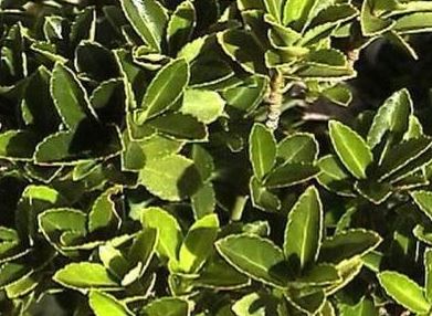 Euonymus, Boxleaf Euonymus, Japanese Spindletree Microphyllus