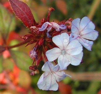 Chinese Plumbago