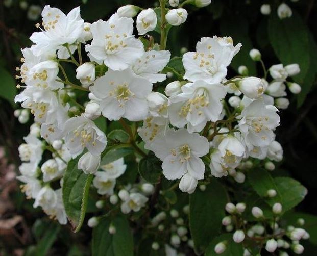 Deutzia Species, Slender Pride of Rochester