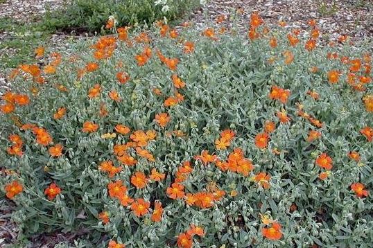 Helianthemum Species, Common Rock Rose, Sun Rose