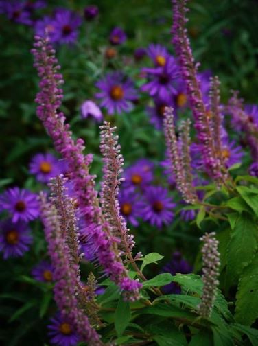 Elsholtzia Species, Chinese Mint Bush, Mint Shrub
