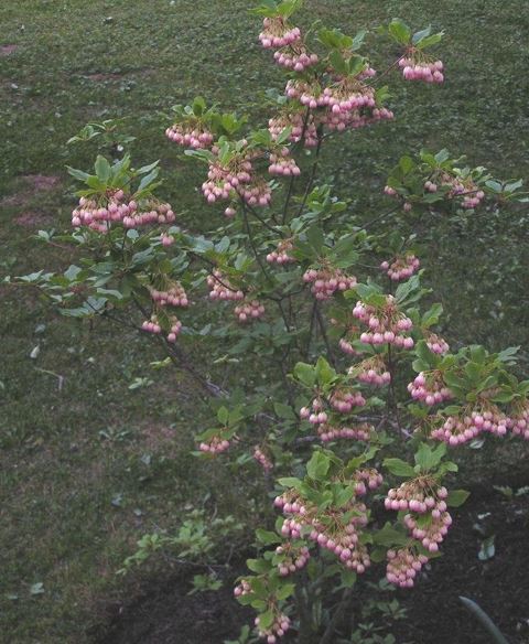 Enkianthus Species, Redvein Enkianthus