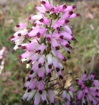 Erica Species, Alpine Heather, Scotch Heath, Winter Heath