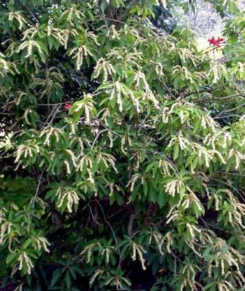 Clethra Species, Japanese Clethra