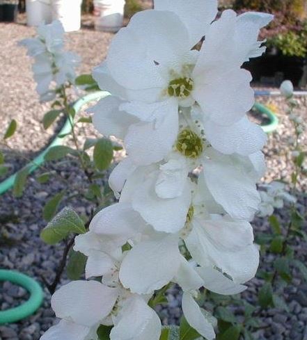 Exochorda, Pearl Bush, Pearlbush The Bride