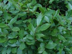 Huckleberry, Black Huckleberry
