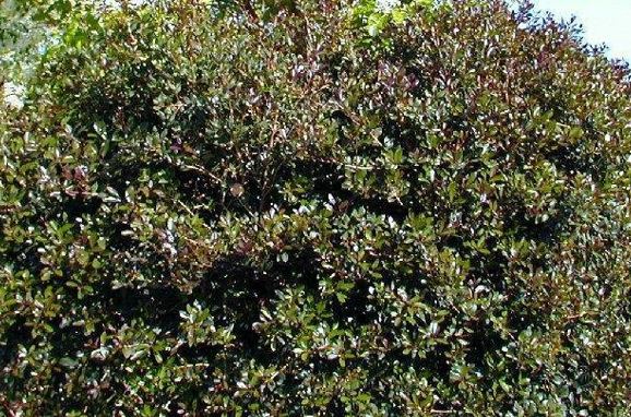 Osmanthus Species, Chinese Holly, False Holly, Holly Olive