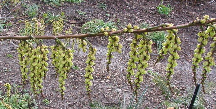 Stachyurus Species, Kibusi, Willow Leaf Spiketail
