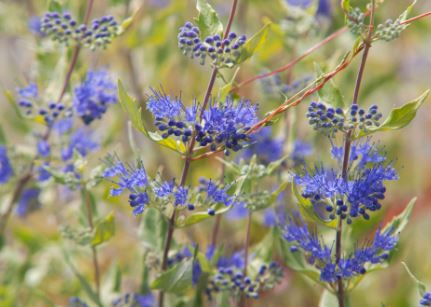 Tripora Species, Blue Mist Spiraea, Bluebeard