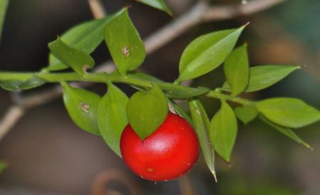 Ruscus Species, Butchers Broom, Christmas Berry Butchers Broom