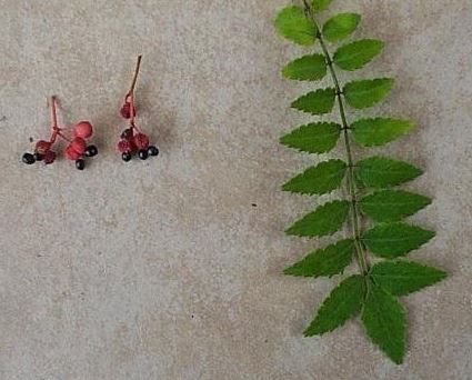 Japan Pepper
