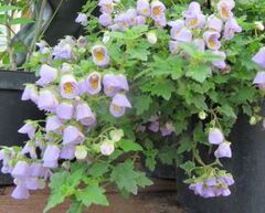 Jovellana Species