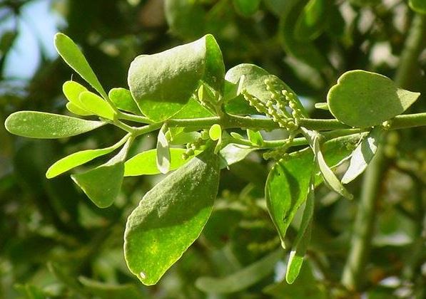 Oak Mistletoe, American Mistletoe