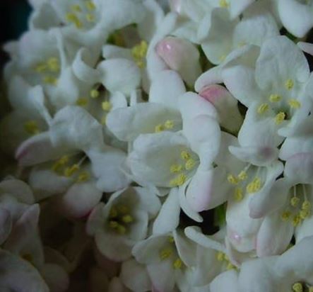 Viburnum Hybrid, Fragrant Snowball