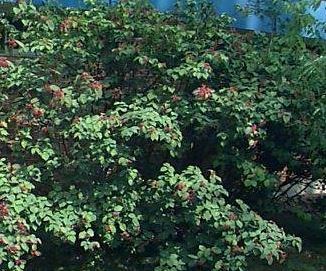 Viburnum Species, Linden Arrowwood, Linden Viburnum