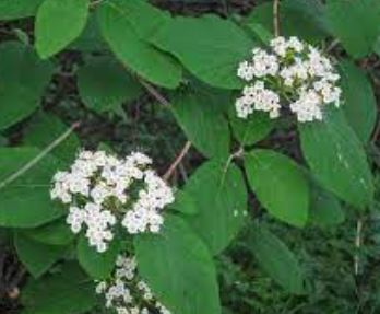 Viburnum Species, Hoarwithy, Wayfarer, Wayfaringtree