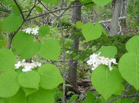 Viburnum Species, Alder-Leaved Viburnum, American Wayfaring Tree, Hobblebush, Witch-Hobble