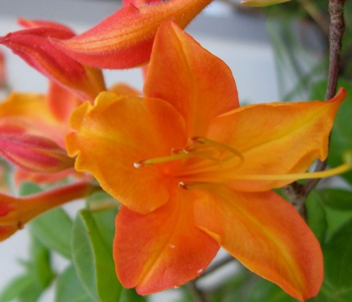 Rhododendron Species, Oconee Azalea, Piedmont Azalea