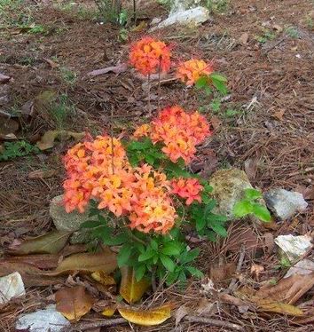 Cumberland Azalea, Cumberland Rhododendron