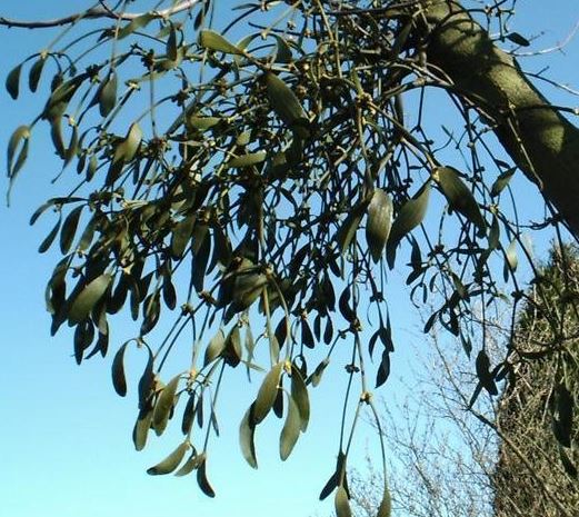 European Mistletoe, Mistletoe