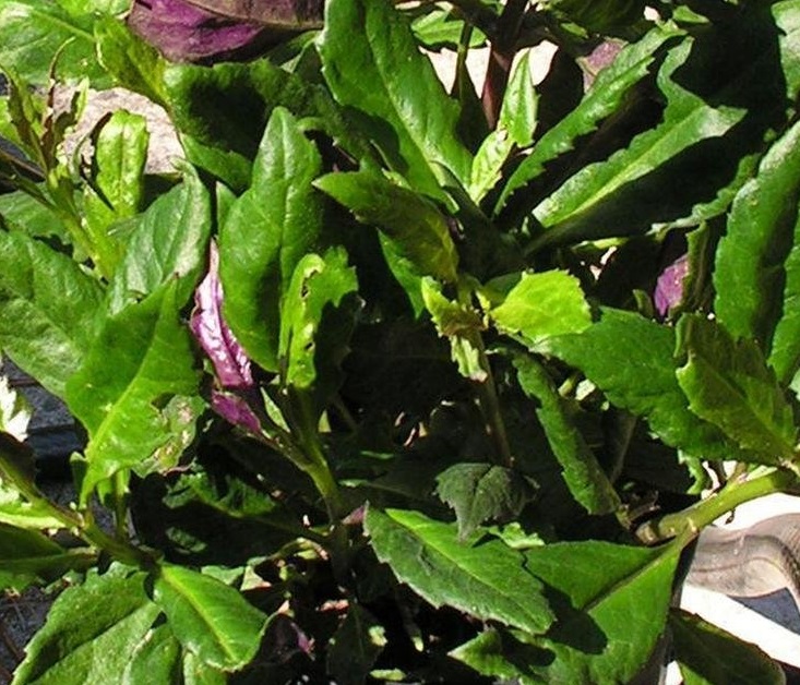 Gynura Species, Okinawan Spinach