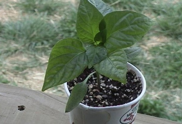 Bell Pepper California Wonder