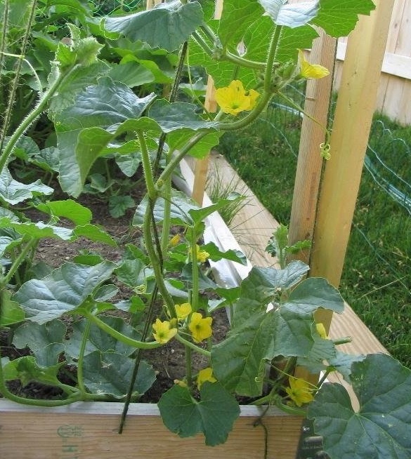 Cantaloupe Ambrosia