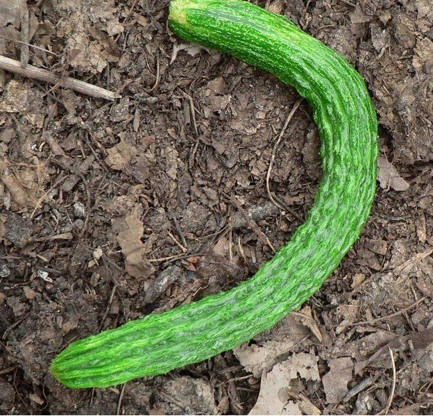 Cucumber Suyo Long