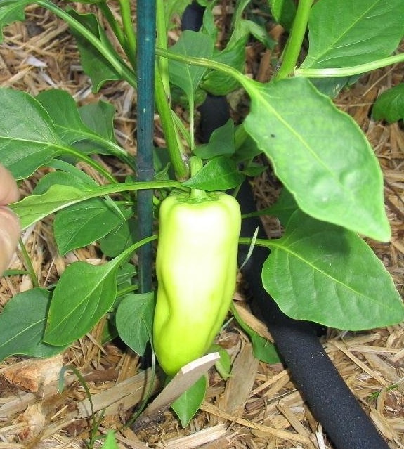 Capsicum, Sweet Pepper Gypsy