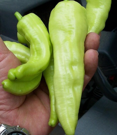 Capsicum, Banana Pepper Sweet Banana