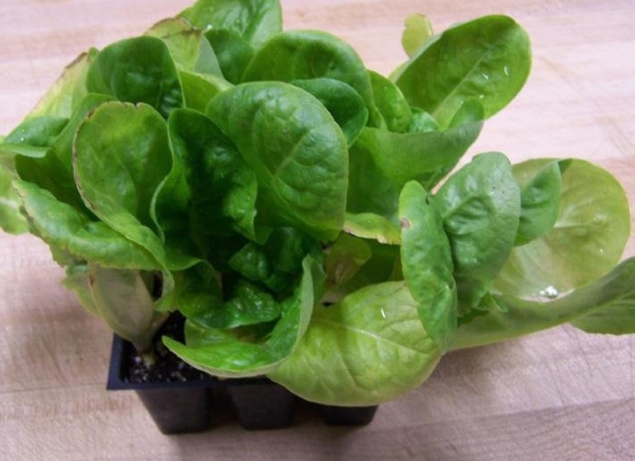 Lactuca, Lettuce, Butterhead Lettuce Buttercrunch