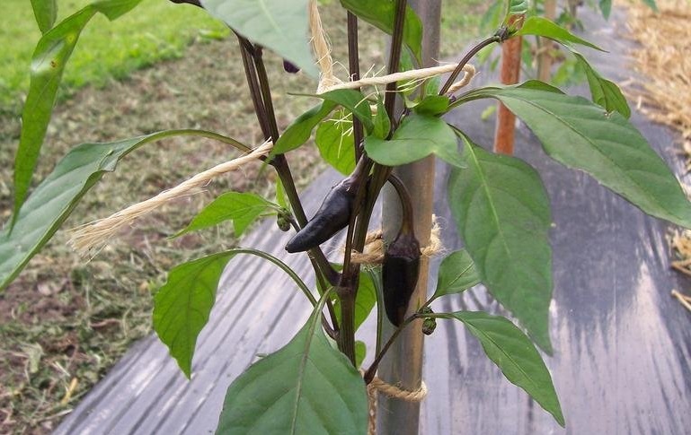 Hot Pepper Black Hungarian