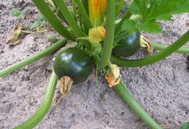 Zucchini, Courgette, Summer Squash Eight Ball