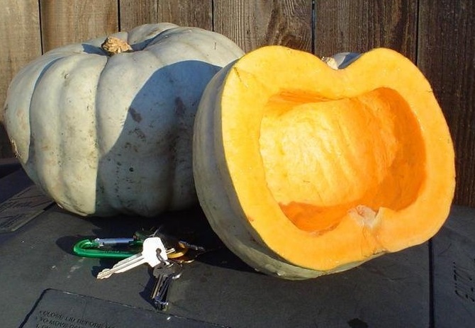 Kabocha Squash, Japanese Pumpkin Jarrahdale