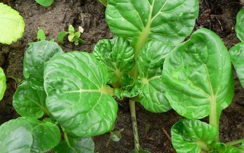 Tatsoi, Tah Tsai, Spinach Mustard, Spoon Mustard