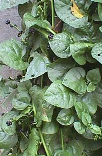 Basella Species, Ceylon Spinach, Climbing Spinach, Indian Spinach