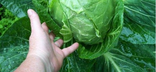 Cabbage Early Golden Acre
