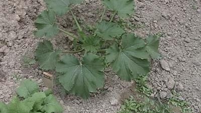 Zucchini, Courgette, Summer Squash Black Beauty