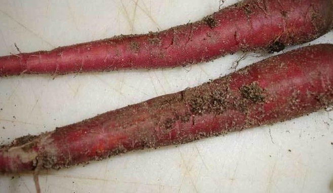 Carrot Purple Dragon