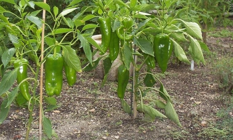 Sweet Pepper Giant Marconi