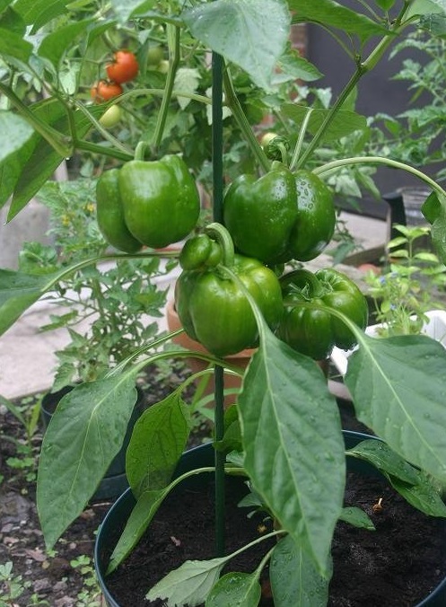 Bell Pepper King Arthur