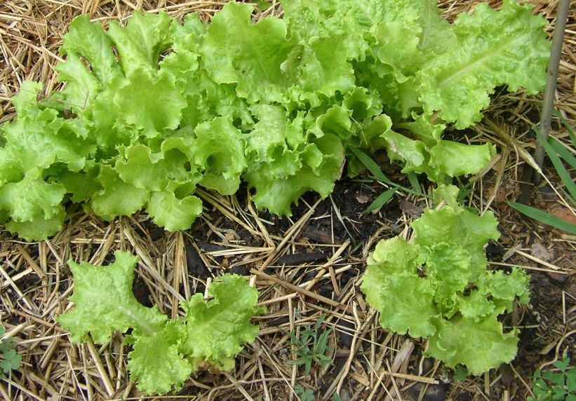 Lettuce, Loose Leaf Lettuce Grand Rapids