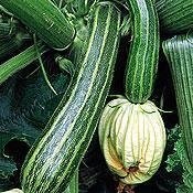 Zucchini, Courgette, Summer Squash Cocozelle