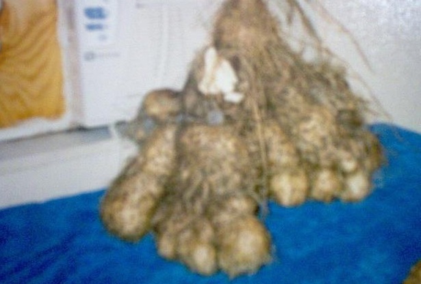 White Yam, Winged Yam