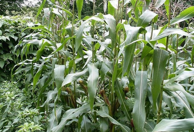 Sweet Corn (Se) Kandy Korn