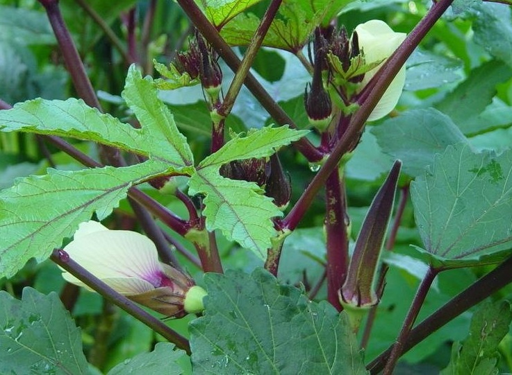 Okra Red Burgundy