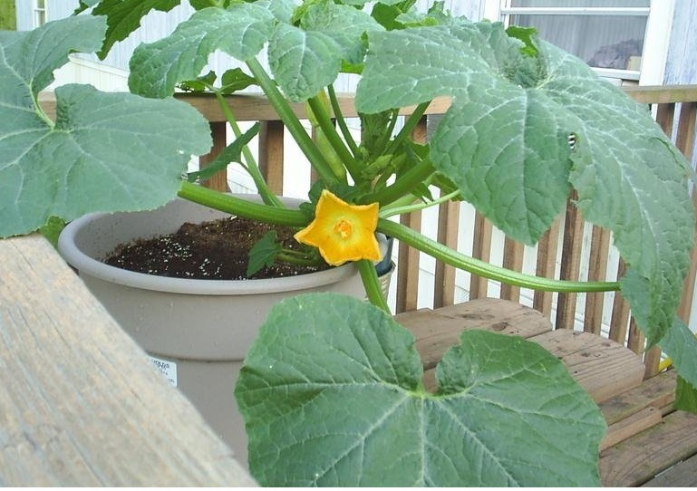 Straightneck Squash, Summer Squash Early Prolific Straightneck